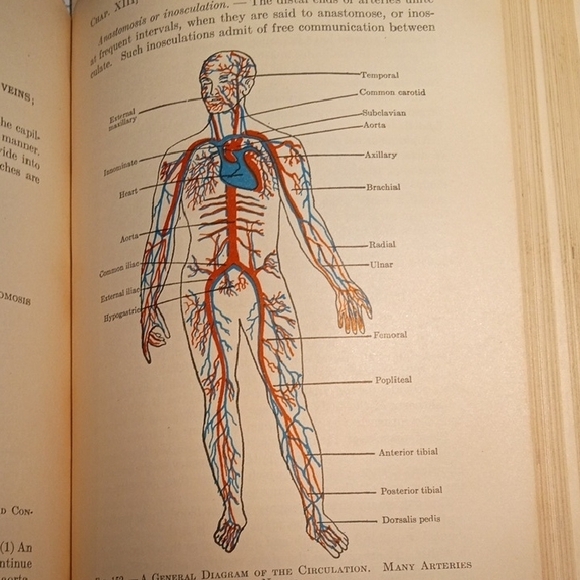1936 9th edition textbook of anatomy and physiology - Picture 4 of 6